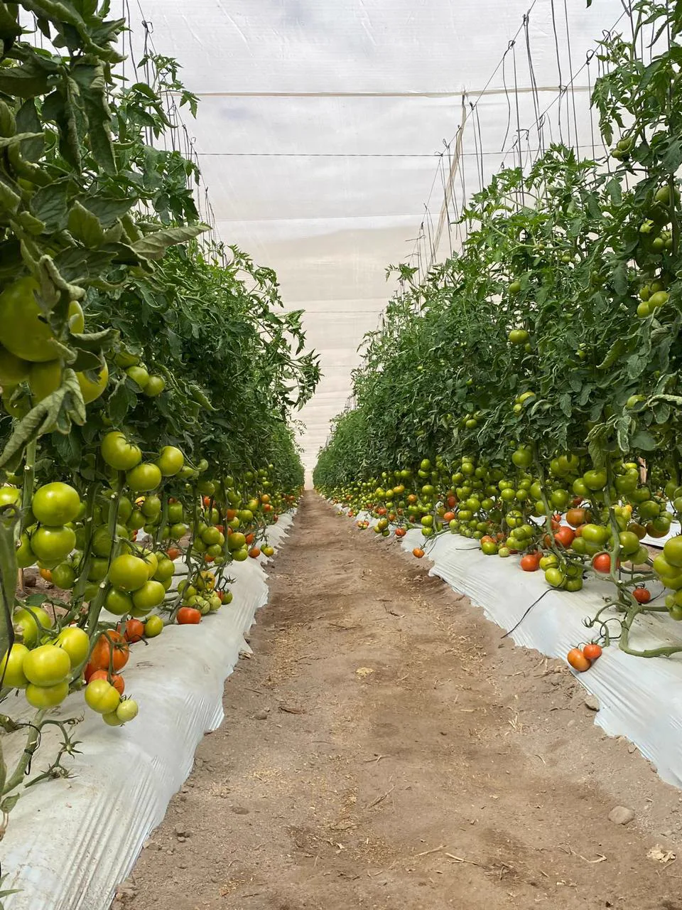 Producción agrícola en terreno